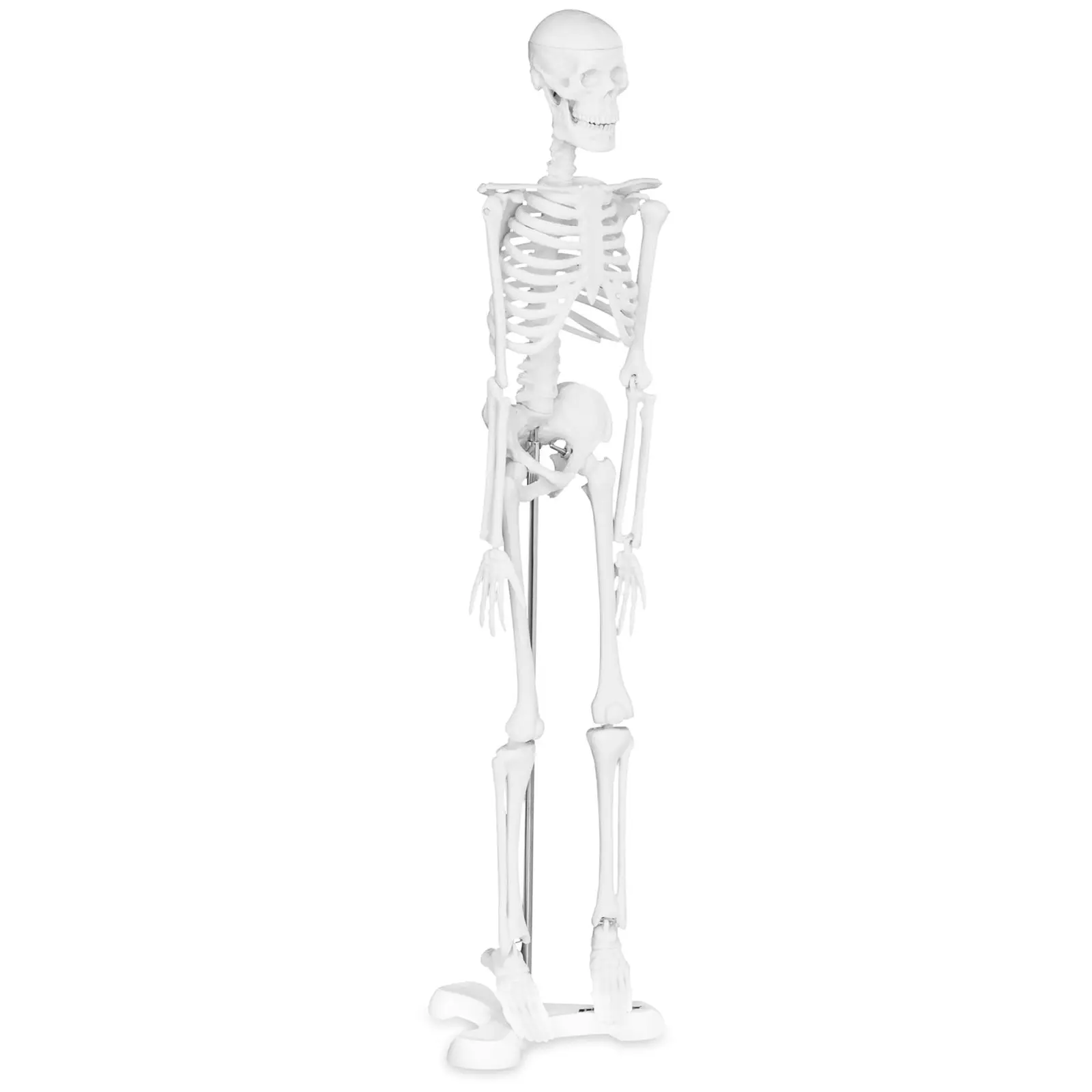 Mini-Skelett - 47 cm